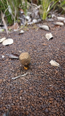Pisolithus croceorrhizus