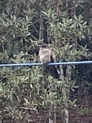 Eupetomena cirrochloris