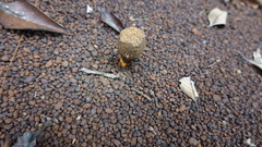 Pisolithus croceorrhizus