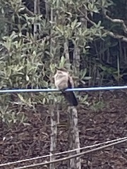 Eupetomena cirrochloris