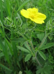 Potentilla adscharica