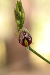 Cryptostylis erecta
