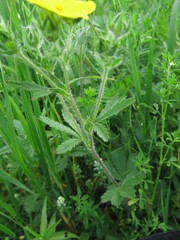 Potentilla adscharica