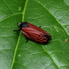 Mahanarva rubripennis