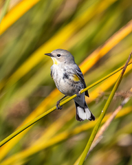 Setophaga coronata coronata × auduboni