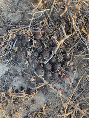 Mammillaria capensis