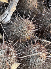 Mammillaria capensis
