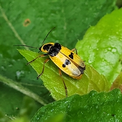 Chauliognathus missionum