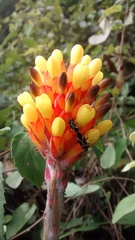 Craspeduchus xanthostaurus