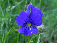 Viola eugeniae