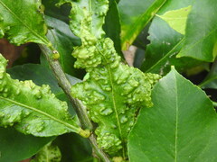 Trioza erytreae