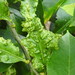 African Citrus Psyllid - Photo (c) Duarte Frade, some rights reserved (CC BY), uploaded by Duarte Frade