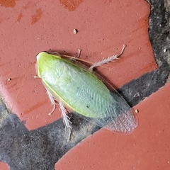 Panchlora