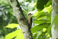 Melanerpes pucherani