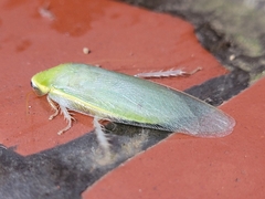 Panchlora