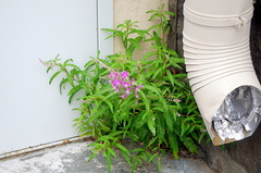 Chamaenerion angustifolium