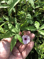 Ipomoea heptaphylla
