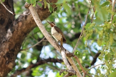 Campethera bennettii