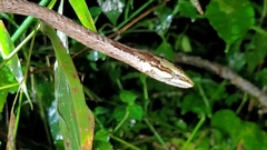 Thelotornis capensis capensis