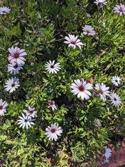 Dimorphotheca fruticosa