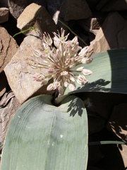 Allium karataviense
