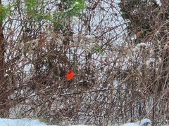Cardinalis cardinalis