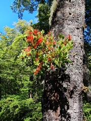 Peraxilla tetrapetala