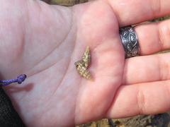 Cerithium vulgatum