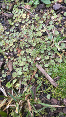 Hydrocotyle moschata