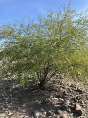 Vachellia constricta