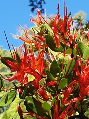 Peraxilla tetrapetala