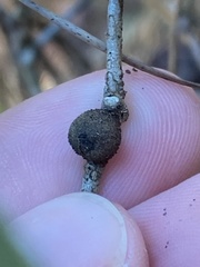 Disholcaspis quercusvirens