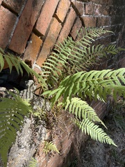 Pelazoneuron kunthii