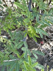 Vachellia constricta