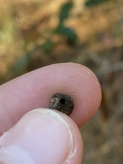 Disholcaspis quercusvirens