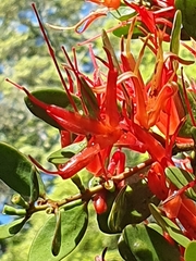 Peraxilla tetrapetala