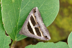 Grammodes geometrica