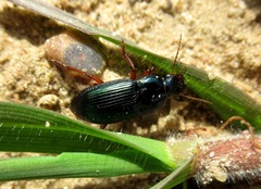 Harpalus rubripes