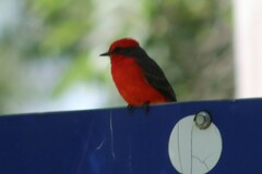 Pyrocephalus rubinus