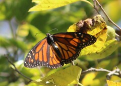 Danaus plexippus