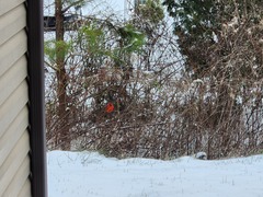 Cardinalis cardinalis