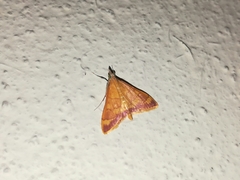 Pyrausta pseudonythesalis