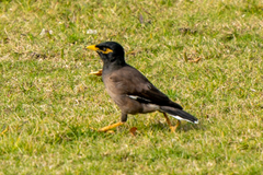 Acridotheres tristis