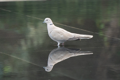 Streptopelia decaocto