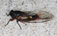 Yoyetta spectabilis