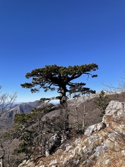 Pinus heldreichii