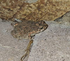 Poyntonophrynus fenoulheti