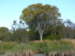 Betula papyrifera kenaica