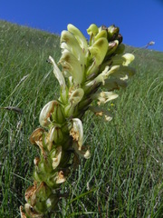 Pedicularis comosa