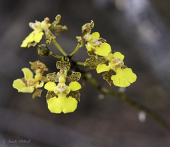 Trichocentrum cebolleta